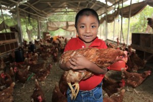 Poultry farm in Guatemala