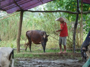 Myanmar Children's Home New Cow
