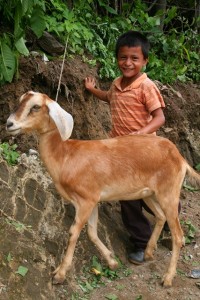 Give a Goat for Christmas - Gifts of Hope | World Help
