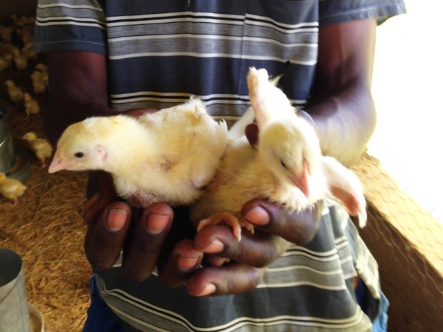 Chickens provided by Gifts of Hope
