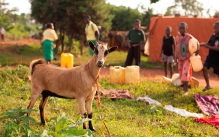 Africa - Goats