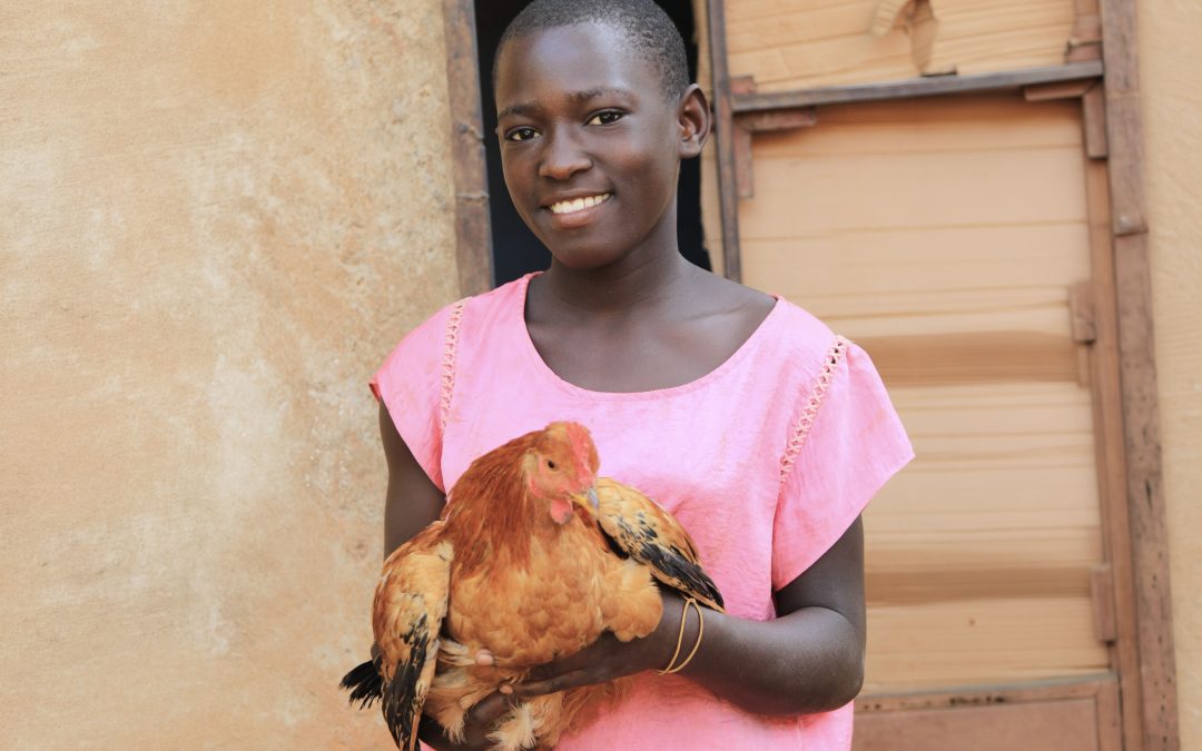 Chickens