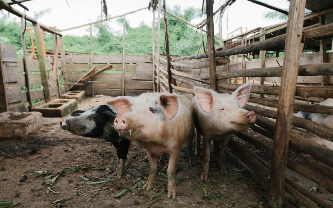 Pigs