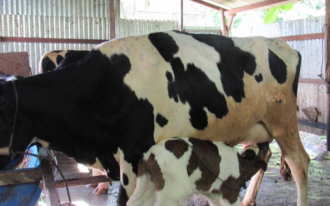 Maria, the miracle cow