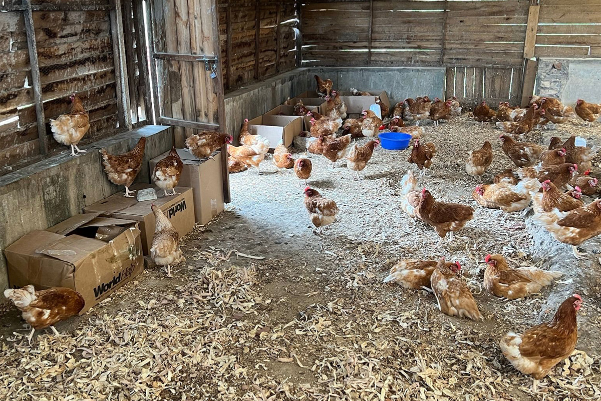 Chickens at the Star School